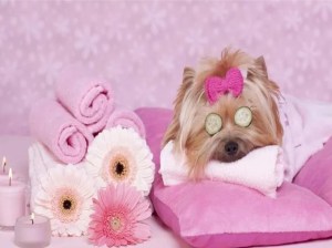 Pet grooming salon for sale in Sharjah