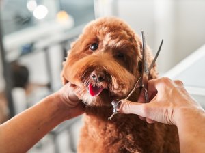 Pet boarding and grooming business for sale in Dubai