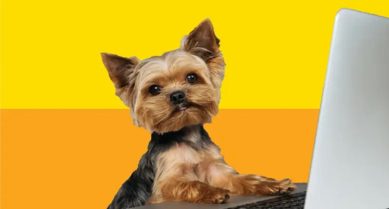 Pet shop for sale in Ras Al Khaimah