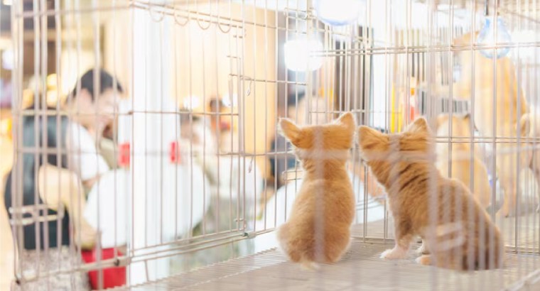 Active running pets shop for sale in Dubai