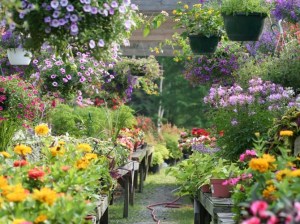 Well running nursery business for sale in Dubai