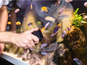 Aquarium maintenance shop for sale in Dubai