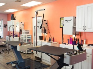 Pet grooming salon for sale in Dubai